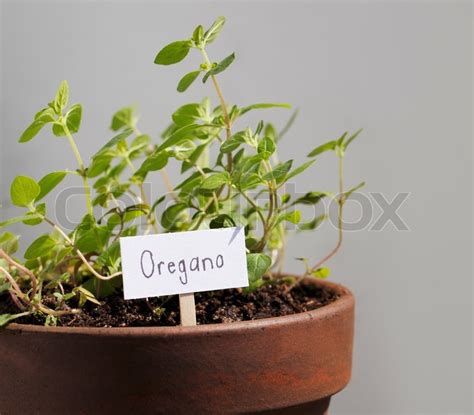 Oregano Herb Plant Growing In A Clay Pot Stock Photo