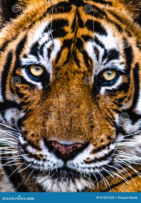 Royal Bengal Tiger T 24 Ustaad Stock Photo Image Of Animal Face