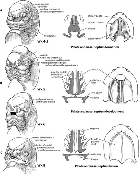 Pediatric Anatomy Nose And Sinus Operative Techniques In