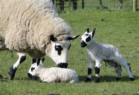 16 Of The Most Common British Sheep Breeds Youre Likely To See