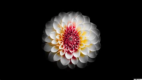 Page 1 of free vector black and white flowers. A beautiful white dahlia flower and black background HD ...