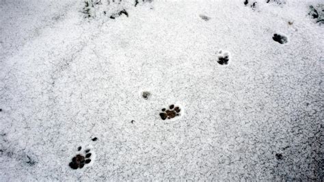 Tierspuren im schnee heißt heute unser spiel! hallo hessen - Tierspuren im Winter | hr-fernsehen.de ...