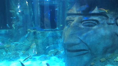 Sea Life Aquarium Orlando 360 Underwater Tunnel Youtube