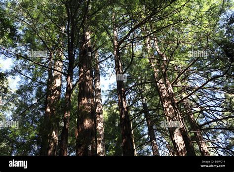 Muir Woods National Monuments California Usa Stock Photo Alamy
