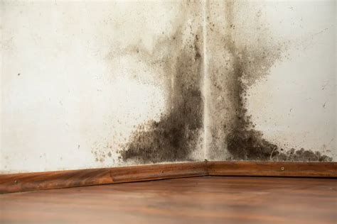 Diy Mold Removal Archives