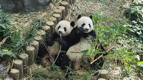 20230610 Giant Panda Jia Jia 嘉嘉 And Le Le 叻叻 Breakfast River Wonders
