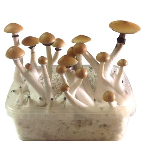 Magic Mushroom Grow Kit Golden Teacher All Mushroom Info