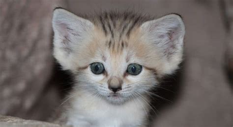 Cute Baby Sand Cats Kittens Facts Photos And Videos