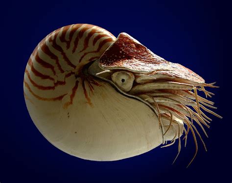 The Nautilus A Living Fossil Of The Seas Aquaviews