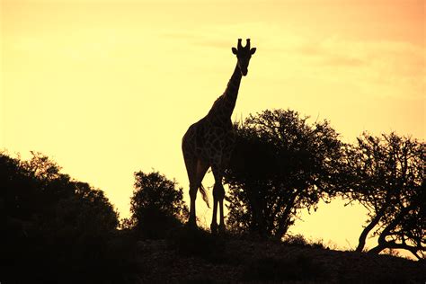 Free Images Silhouette Sunset Dusk Wildlife Africa Shadow