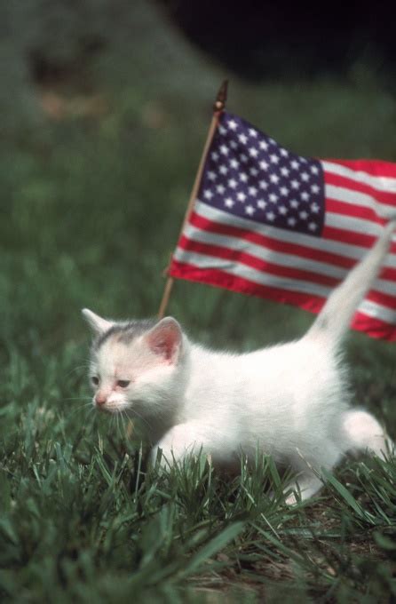 25 Patriotic Cats Celebrating The 4th Of July Pictures Pet Voice