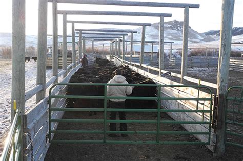 The Ins And Outs Of Low Stress Corral Work Progressive Cattle Ag Proud