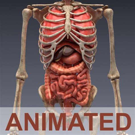Animated Internal Organs Skeleton By Konstantinermolaev On