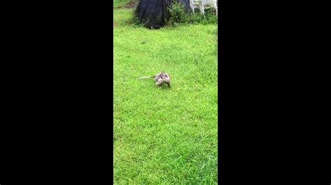 Possum Running In Circles Youtube