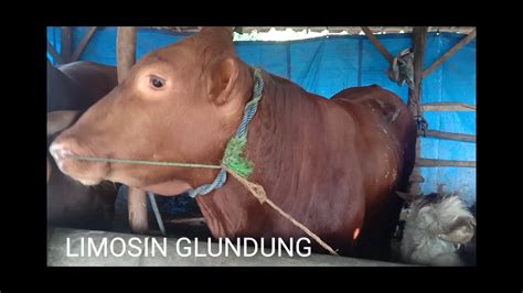 Seekor sapi jenis limosin di balikpapan, kalimantan timur, memiliki bobot hingga 1,2 ton. SAPI LIMOSIN (bakalan super) - YouTube