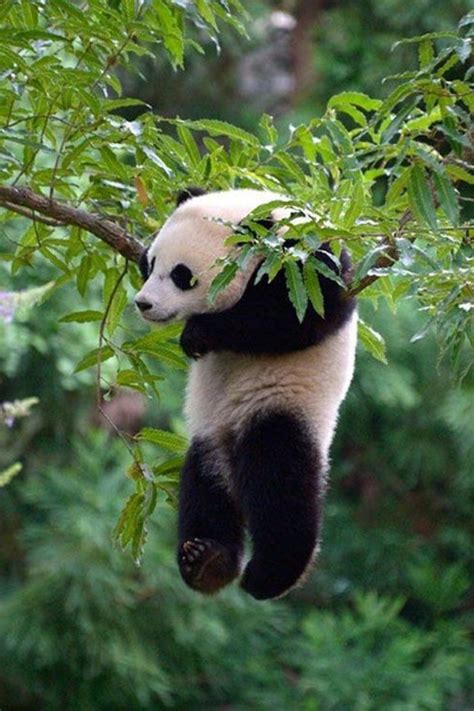 Le Bébé Panda Pouvez Vous Choisir Le Plus Mignon