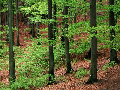 1659 Forêt Fonds Décran Hd Arrière Plans Wallpaper Abyss Page 4