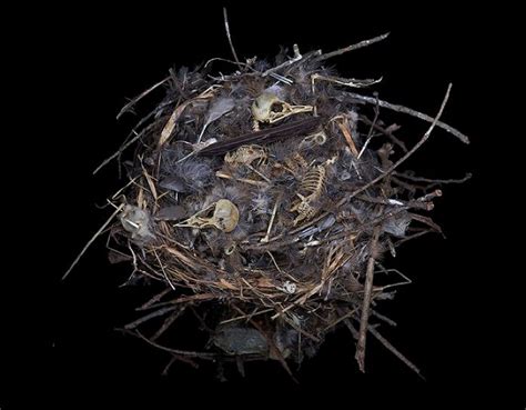 Real Life Is Elsewhere Nests Fifty Nests And The Birds That Built Them