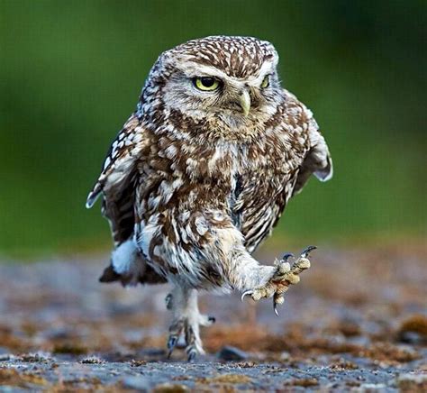 Owl On A Mission Pet Birds Owl Nature Animals