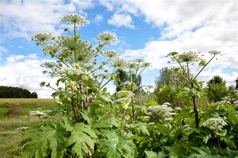 Lush Wild Giant Hogweed Plant With Blossom Poisonous Plant Stock Photo
