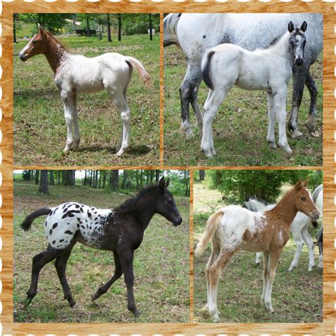 Appaloosa Foals For Sale At Rocky Hollow Ranch Excellent Pedigrees