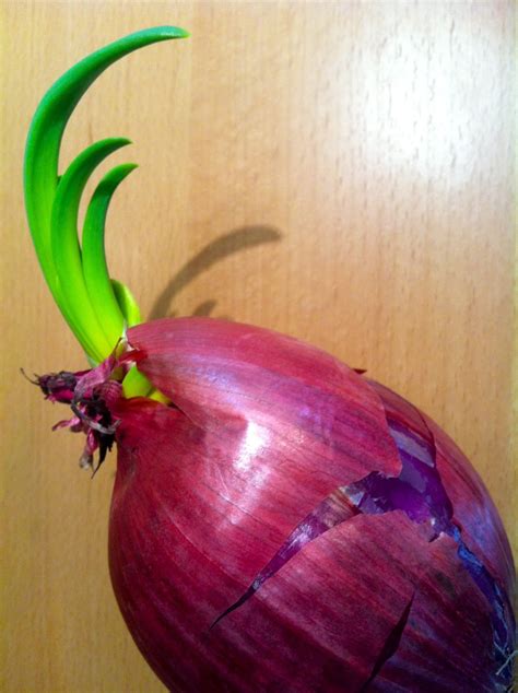 Mild onions should be used up within a few weeks. The Five Dollar Garden: Grow a Grocery Store Red Onion