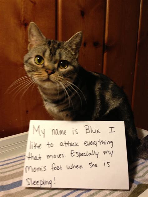 Cat Shaming Cat Shaming Animal Shaming Bad Cats