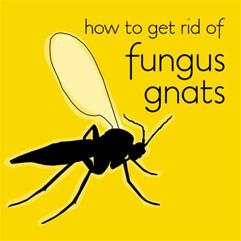 Fungus Gnats In Soil