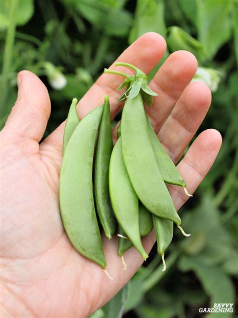 Growing Snap Peas From Seed A Seed To Harvest Guide