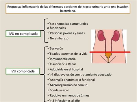 Infección De Vías Urinarias Bajas Y Altas