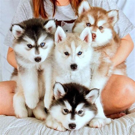 849 Best Images About Siberian Husky Mom On Pinterest