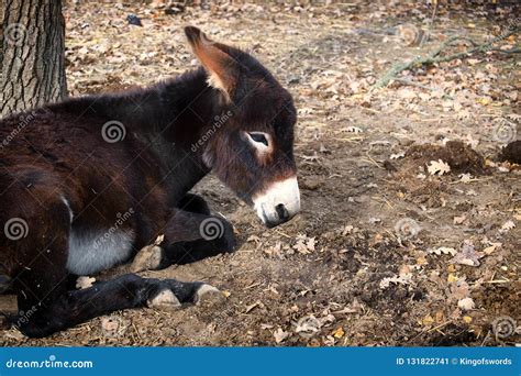 Brown Donkey Lying On The Ground Stock Image Image Of Lies Sadness