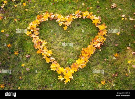 Yellow Autumn Leaves Heart Shape Grass From Above Stock Photo Alamy