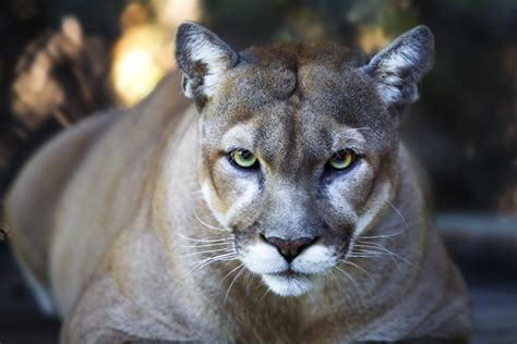 8 Year Old Boy Survives Cougar Attack At Olympic National Park In