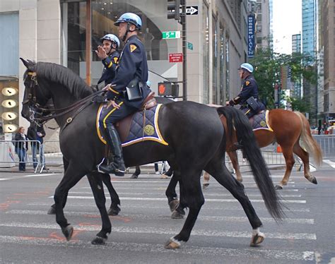 New York Horses New York Police Police