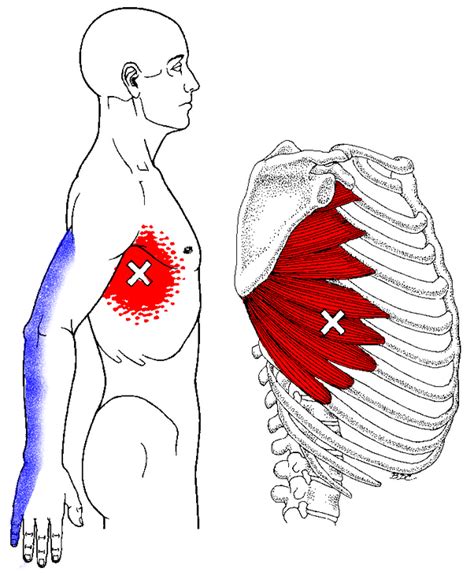 The longissimus dorsi muscles are a pair of long, tender muscles that run down either side of the spine of the steer, outside the ribs, all the way from the neck to the hip. Respiration: Pain under my ribs while breathing? - Quora