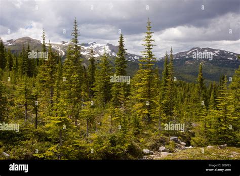 Mixed Coniferous Forest Spruce Fir And Pine In The Bald Hills Above