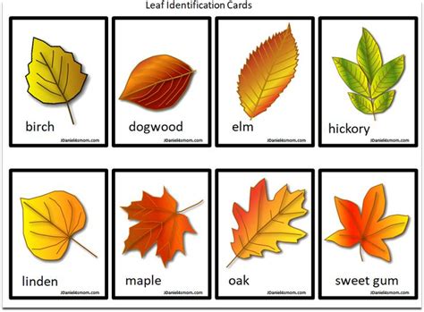 Leaf Identification Cards Leaf Identification Leaf Identification