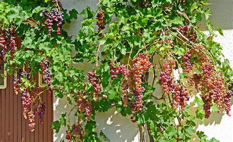 How To Grow Grapes The Home Depot