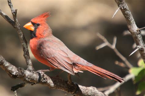 Bird In Everything Cardinal Birds In Texas