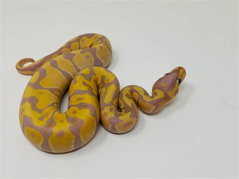 Banana Orange Dream Fire Ball Python By Crash Site Reptiles Morphmarket