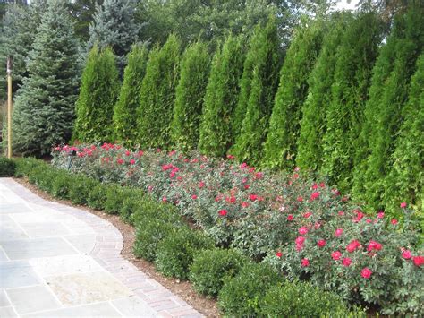 List Of Privacy Bushes For Small Yards For Small Space Home