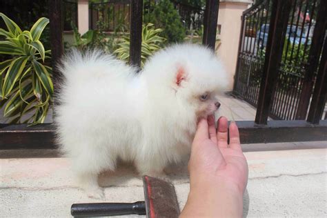 Lovelypuppy 20131206 T Cup White Pomeranian Puppy With Mka Cert