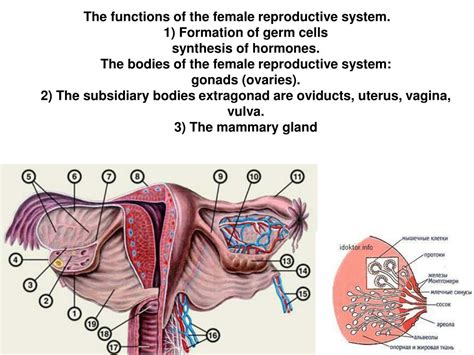 What Are Three Functions Of The Female Reproductive System