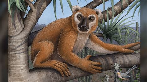 This Giant Leaf Eating Lemur Was The Size Of A Human And Had Paws Like