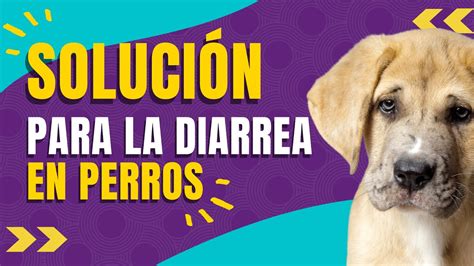 Diarrea En Perros Remedios Caseros Youtube