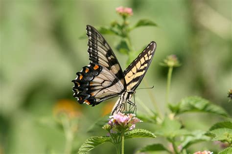 Butterflies: Airlie Gardens in Wilmington, N.C., showcases the healing 