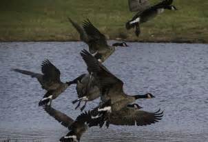 Group Of Geese Taking Flight Image Free Stock Photo Public Domain