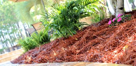 Pine Straw Delivering Quality Pine Needle For Garden Mulch
