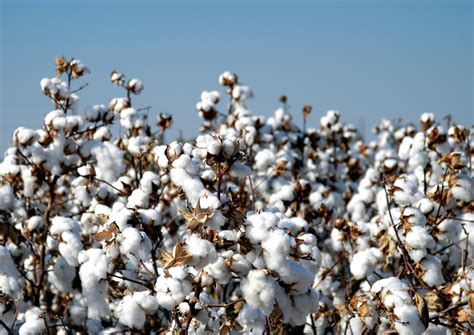 Efsa Gmo Panel Cotton Ghb811 As Safe As Conventional Counterpart Crop